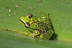 Pandanus frog (Guibemantis pulcher) Ranomafana 2.jpg