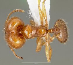 Pheidole cerebrosior casent0005753 dorsal 1.jpg