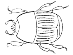 Phelister subrotundus - Print - Iconographia Zoologica - Special Collections University of Amsterdam - UBAINV0274 017 02 0013.png