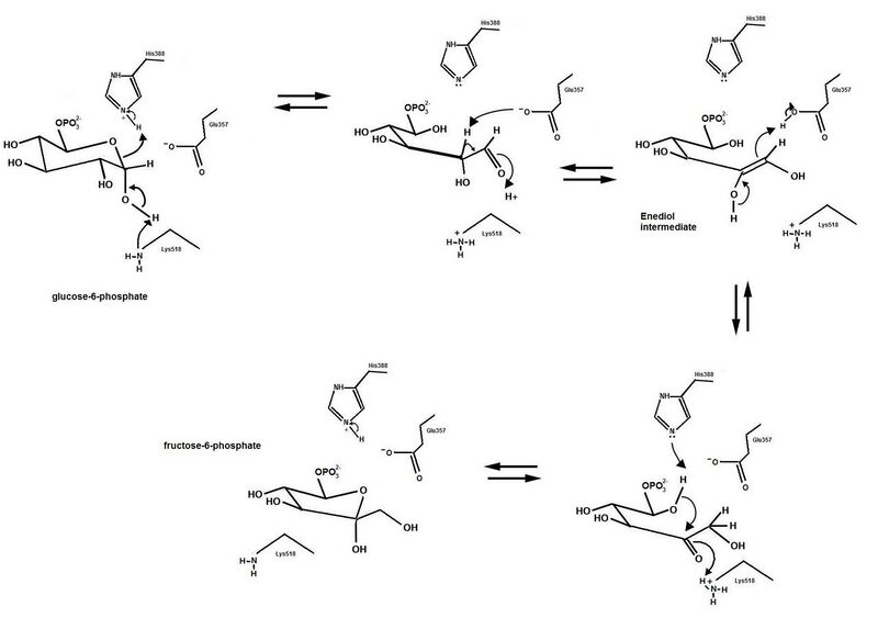 File:Phosphoglucose Isomerase Mechanism.jpg