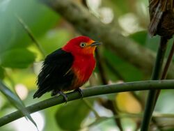 Pipra aureola Crimson-hooded Manakin (male), Macapá, Amapá, Brazil (cropped).jpg