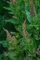 Plants from Passo Pordoi 14.jpg