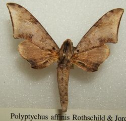 Polyptychus affinis sjh.jpg