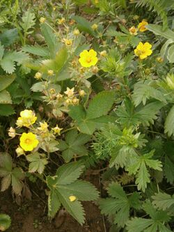 Potentilla delphinensis 001.JPG