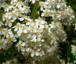 Pyracantha koidzumii Santa Cruz flowers.jpg