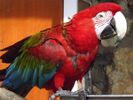 Red-and-green Macaw 02.jpg