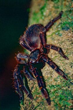 Red Skeleton Tarantula (Ephebopus rufescens) (10384372273).jpg
