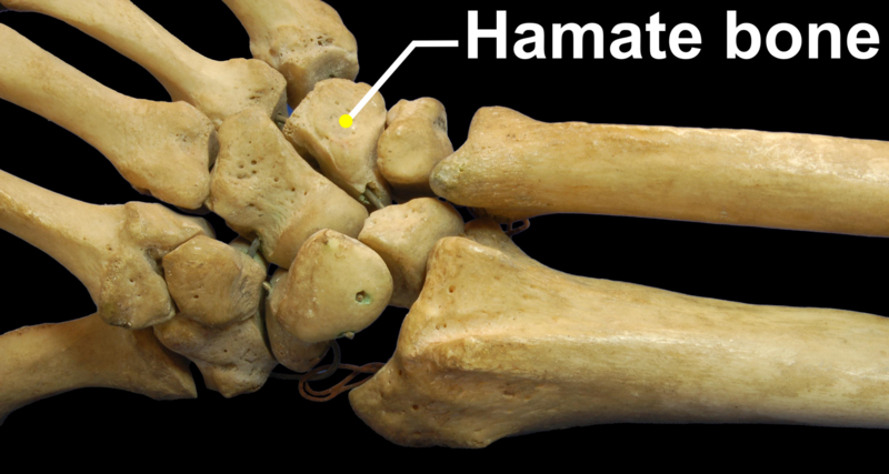 File:RightHumanPosteriorDistalRadiusUlnaCarpals - Hamate bone.png