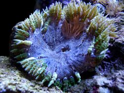 Rock Flower Anemone.jpg