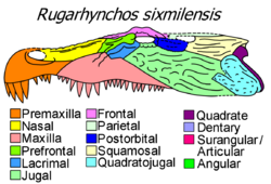 Rugarhynchos cranial diagram.png