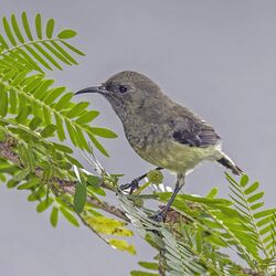 São Tomé sunbird (Anabathmis newtonii) female.jpg