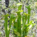 Sarracenia oreophila ne1.jpg