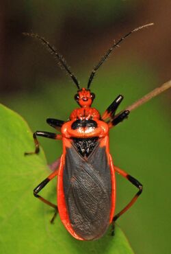 Scarlet-bordered Assassin Bug - Rhiginia cruciata, G. R. Thompson Wildlife Management Area, Linden, Virginia.jpg