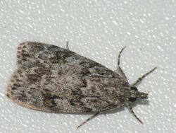 Scoparia ?basistrigalis (26976098498).jpg