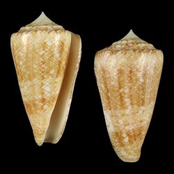 Seashell Conus glorioceanus.jpg