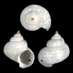 Shell Iphitus escondida.jpg