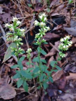 Solidago bicolor - White Goldenrod.jpg