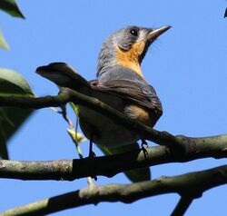 Spectacled monarch dayboro.jpg