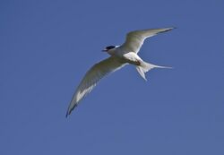 One tern in flight near Arnarstapi