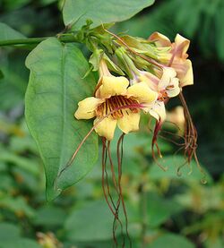 Strophanthus preussii (25433002894).jpg