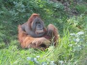 Brown orangutan