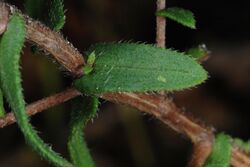 Symphyotrichum grandiflorum 55244849.jpg