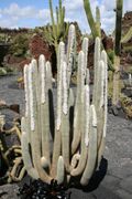 Teguise Guatiza - Jardin - Micranthocereus albicephalus 07 ies.jpg