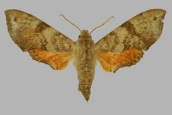 Temnora engis catalai, female, upperside. Madagascar, route nationale 7, 64km E. de Tuléar, fôret d'Andranovory.jpg