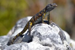 The Black - girdled lizard on Table Mountain Cape Town 065.jpg