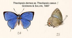 TheclopsisCaeusGS1887.jpg