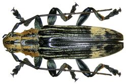 Tmesisternus elegans Heller, 1914 (3180208842).jpg