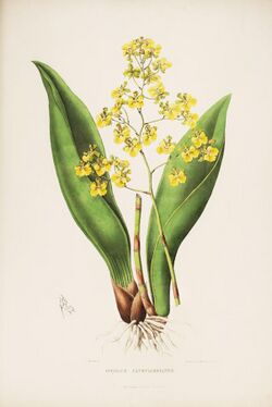 Trichocentrum cavendishianum (as Oncidium cavendishianum)-Bateman Orch. Mex. Guat. pl. 3 (1842).jpg