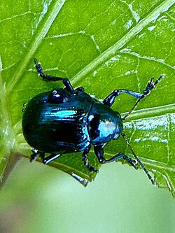 Typophorus nigritus imported from iNaturalist photo 231920094 on 15 September 2023.jpg