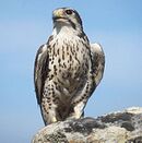 USGS Prairie Falcon.jpg