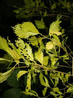 Ulmus × viminalis 'Aurea'.JPG