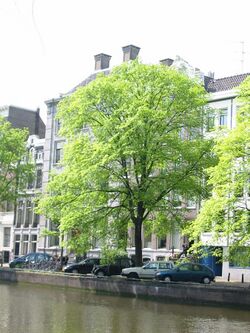 Ulmus x hollandica 'Belgica' Amsterdam.jpg
