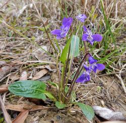 Viola sagittata.jpg