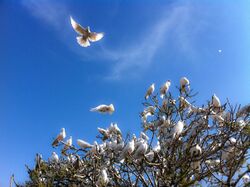 White Doves at the Blue Mosque (5778806606).jpg