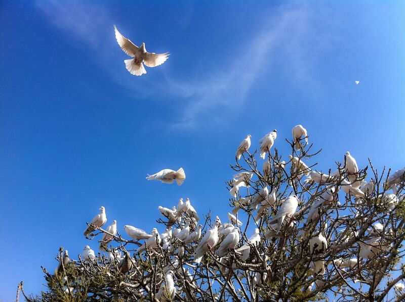 File:White Doves at the Blue Mosque (5778806606).jpg