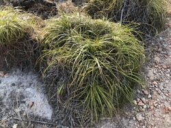 Xanthorrhoea pumilio 58488758.jpg