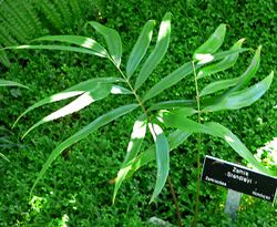 Zamia standleyi 1.jpg