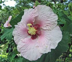 山芙蓉 Hibiscus taiwanensis -台中自然科學博物館 Taichung Museum of Natural Science, Taiwan- (15689650421).jpg