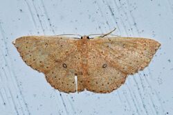 - 7136 – Cyclophora packardi – Packard's Wave Moth (14299408813).jpg