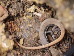 ... lizard -- Beddome's Snake-Eye (Ophisops beddomei) (7385185304).jpg