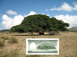 2006 Eritrea five nakfa tree.JPG