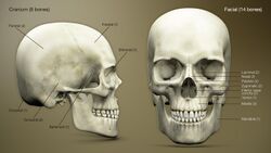 3D Medical Animation Axial Skeleton.jpg