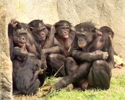 Six apes huddled together