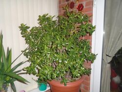A 40 year old jade plant (Crassula ovata).jpg