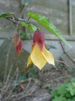 Abutilon Kentish Belle.JPG