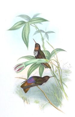 Aglaeactis castelneaui - Gould.jpg